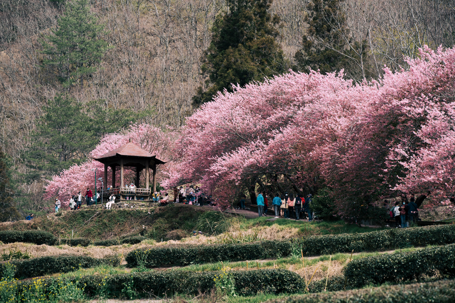 dia-diem-ngam-hoa-anh-dao
